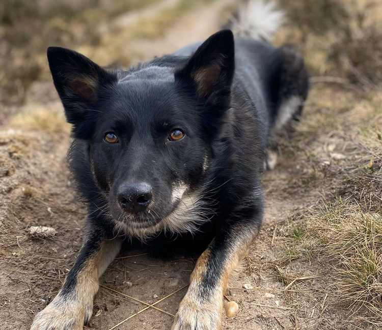 Slim besparen op je hond of kat