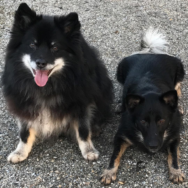 Koop altijd bewust een hond of kat